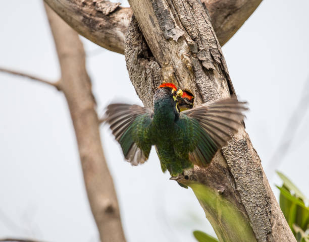 istock coppersmith barbet (Megalaima haemacephala) In the hollow on the tree. 958849310