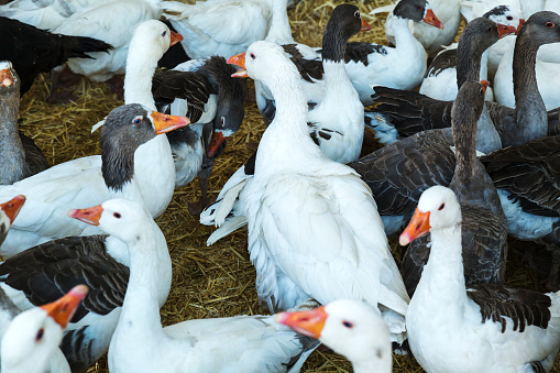 group of geese on yellow dry straw on a farm