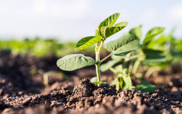 istock Small soybean plants growing in row 958858900