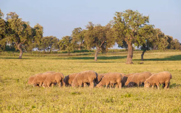 A flock of merina sheeps grazing free at Extremaduran dehesa, where this breed was originated, Badajoz, Spain