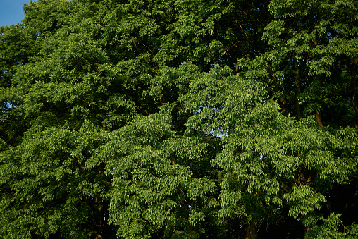 Hight angle view of lush foliage fresh young leaves in springtime with sunlight.