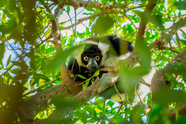 2,996 Lemur Group Stock Photos, Pictures & Royalty-Free Images - iStock |  Madagascar aerial, Lemur baby