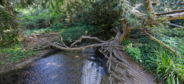 These exposed roots of a yew tree (Taxus baccata) actually support two trees, one on either side of the stream. Panoramic view.