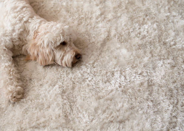 Relaxing on the Rug A cockapoo dog lies down on a fluffy rug in the living room. shaggy fur stock pictures, royalty-free photos & images