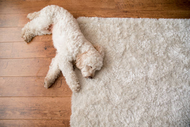 Relaxing on the Rug A cockapoo dog lies down on a fluffy rug in the living room. rug stock pictures, royalty-free photos & images