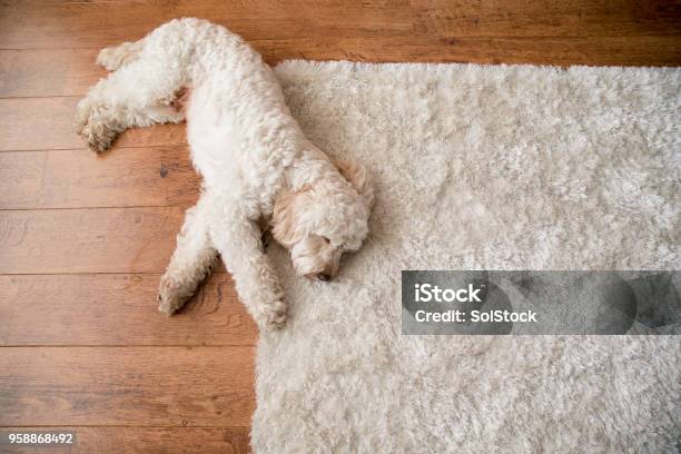 Relaxing On The Rug Stock Photo - Download Image Now - Rug, Dog, High Angle View