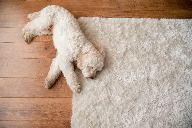 Photo of Relaxing on the Rug