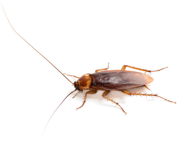 istock Close up of single American cockroach. 958869160