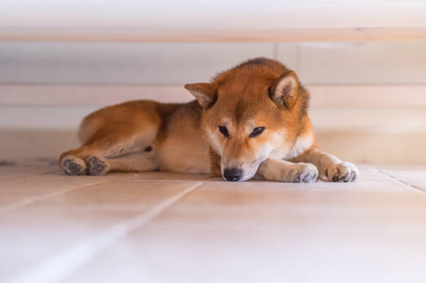 istock The Cute Shiba Inu, indoor shooting 958869276