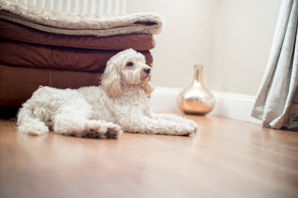 istock Relaxing in the Living Room 958869346