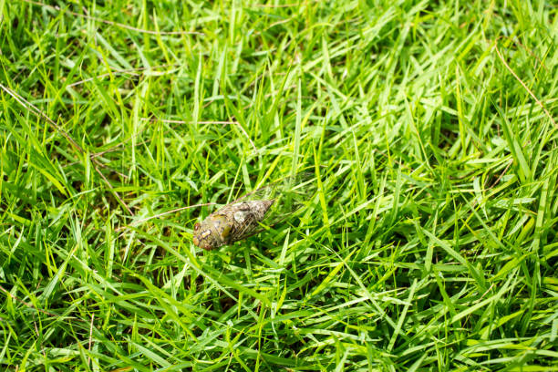 istock Cicada insect in green grass background 958871834