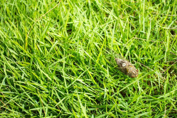 istock Cicada insect in green grass background 958871838