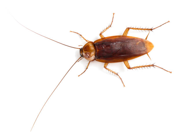 istock View from above of American cockroach. 958871994
