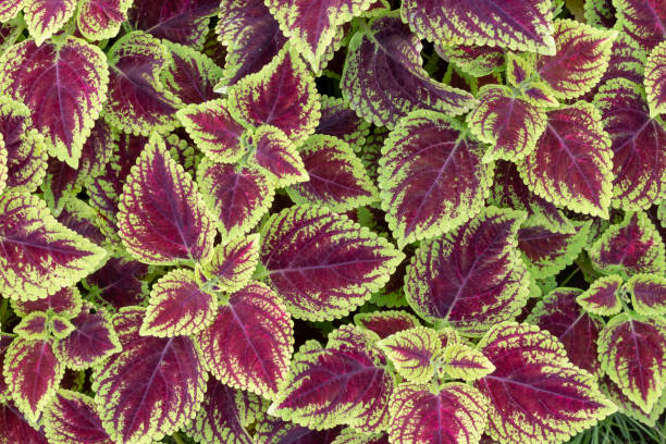 istock green and purple leaves 958872726