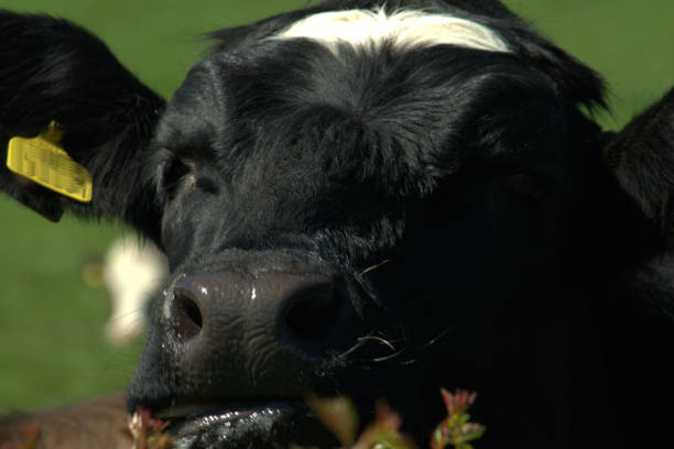 istock Head of a black and white cow 958877952