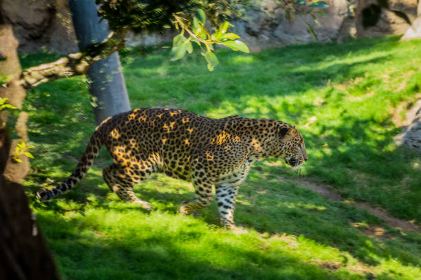 istock Leopard hunting. Leopard is walking in the woods. Very Large Cat. 958878594