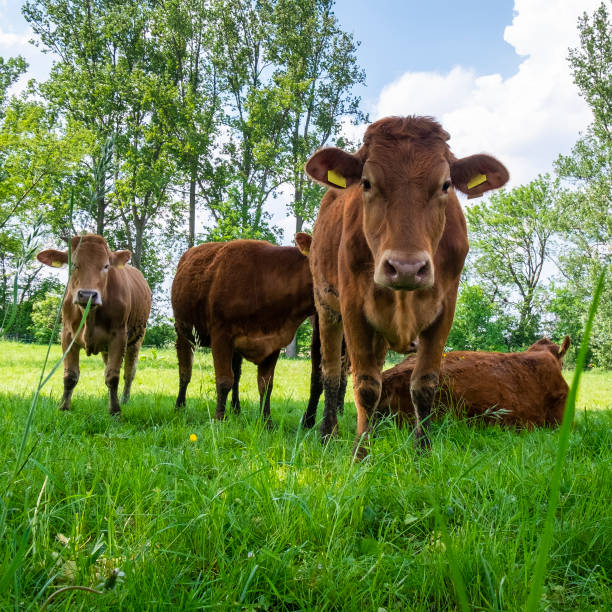 istock Brown Cows in northern Germany on the pasture 958878742