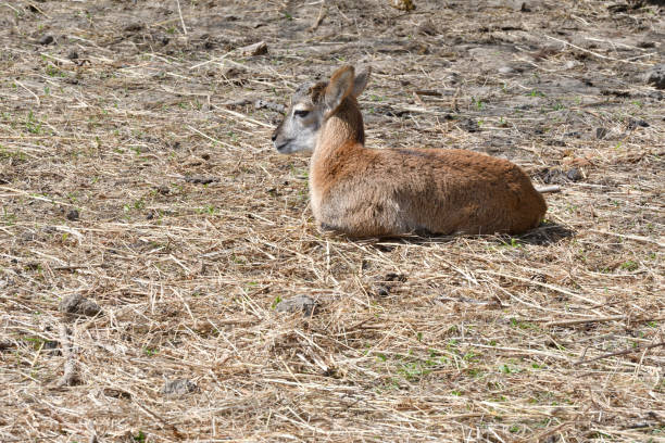 istock little Mouflon lamb sitting on the grass close-up 958879166