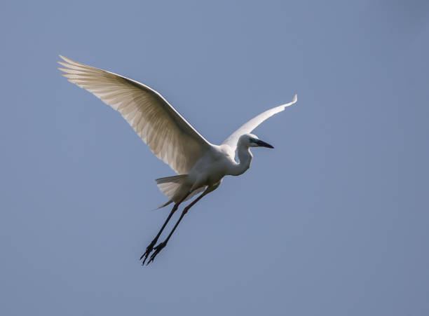 istock Great Egret  ( Ardea alba  ) bird of Thailand 958882506