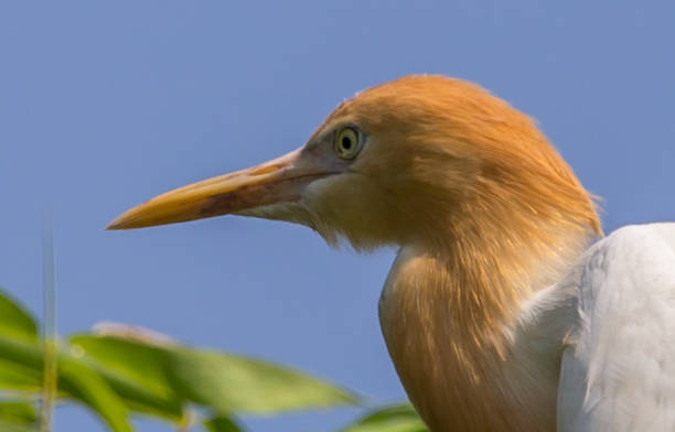 istock Eastern Cattle Egret ( Bubulcus coromandus ) on bamboo of Thailand. 958882776