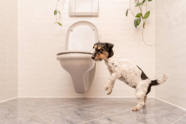 Dog is dancing on the toilet - Jack Russell Terrier Dog is dancing on the toilet - Jack Russell Terrier outhouse interior stock pictures, royalty-free photos & images