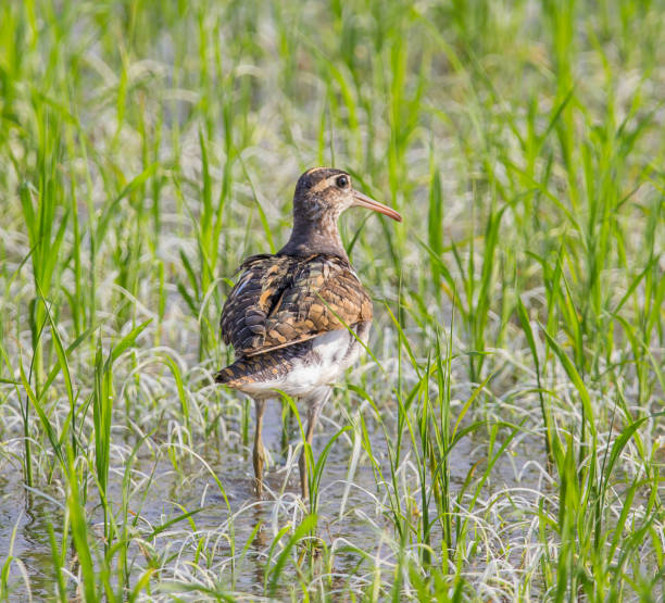 istock Greater Painted-snipe. ( Rostratula benghalensis ) in the fields of Thailand. 958886044