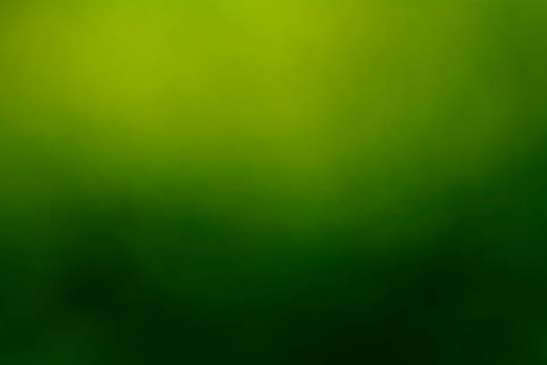 beautiful natural dark green gradient background - grung imagens e fotografias de stock