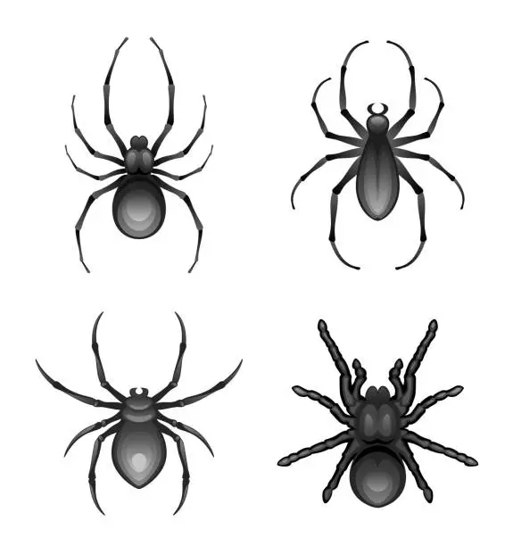 Vector illustration of Black spider set