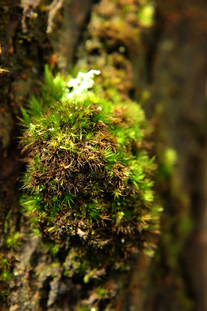 istock Moss on  wood in nature. 958895240