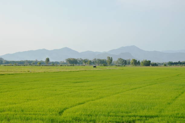 istock paddy field and mountain background in Thailand countryside 958895294
