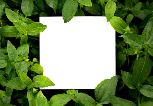 istock Mock up paper white card on a green leaves. Creative layout with nature concept. 958895584