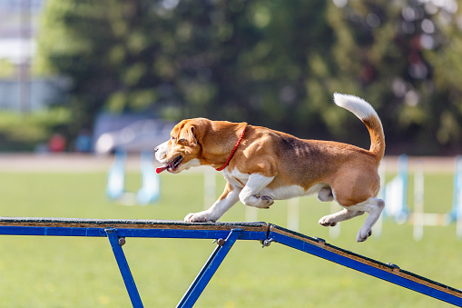 Beagle walking on dog walk in agility competition or training