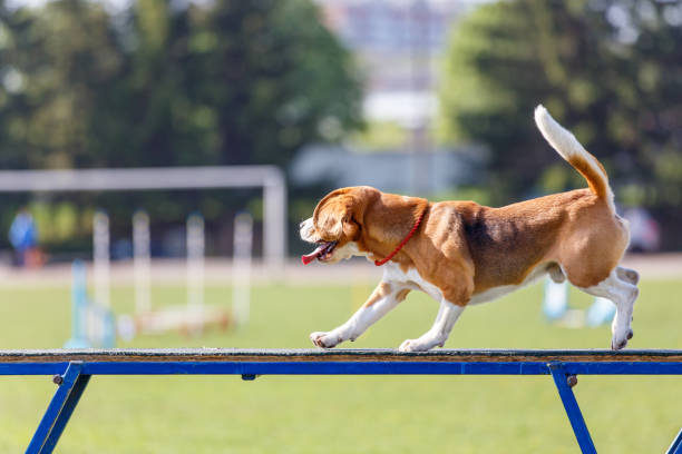 istock Beagle walking on dog walk in agility competition 958898170