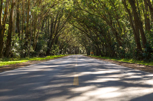 красивая д�орога с естественным туннелем, образованным эвкапилто деревьями, зеленым туннелем. - green woods forest southern brazil стоковые фото и изображения