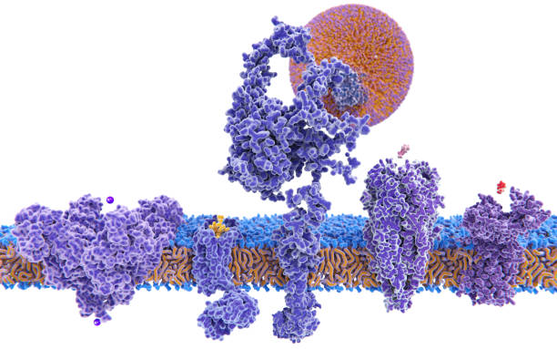 막 단백질의 다양 한 구조 - amino acid molecule chemical histamine 뉴스 사진 이미지