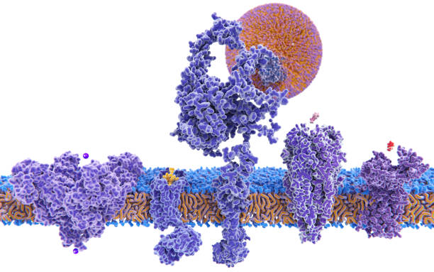 variedade de estrutura de proteínas de membrana - amino acid molecule chemical histamine - fotografias e filmes do acervo