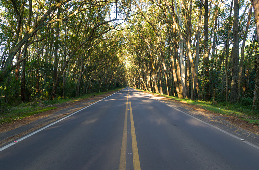 Beautiful road with natural tunnel formed by eucapilto trees, green tunnel of Pinhal, Rio Grande do Sul.