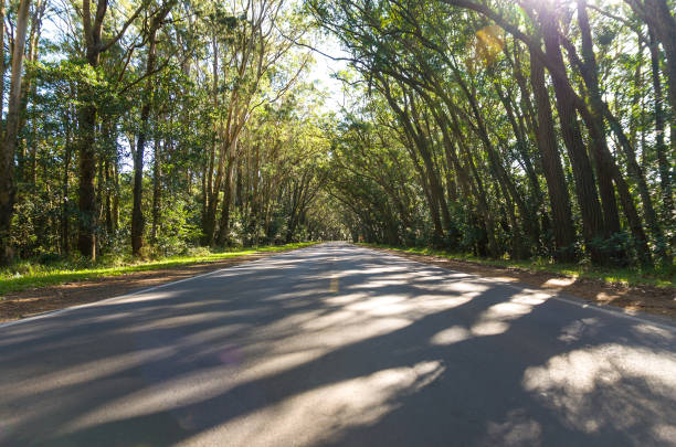 красивая дорога с естественным туннелем, образованным эвкапилто деревьями, зеленым туннелем. - green woods forest southern brazil стоковые фото и изображения