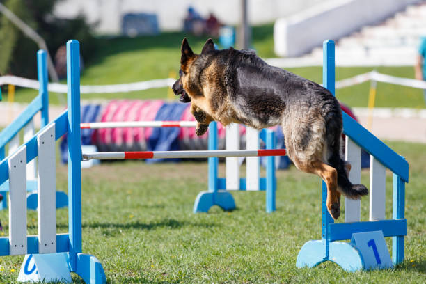 istock Dog jump over hurdle on course in agility trial 958901318