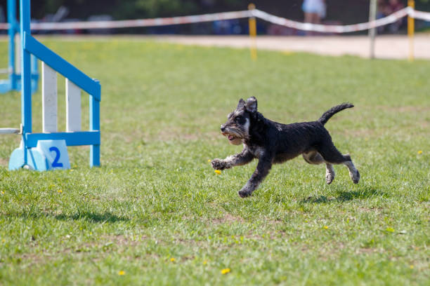 istock Dog running towards hurdle in agility competition 958902228