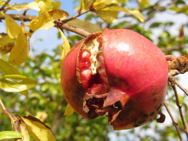 istock Single red pomegranate fruit on the tree in leaves . Particular view of inside red berries 958903484