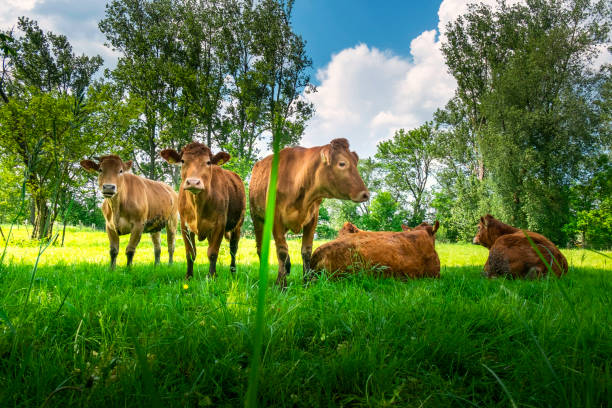 Brown Cows in northern Germany on the pasture
