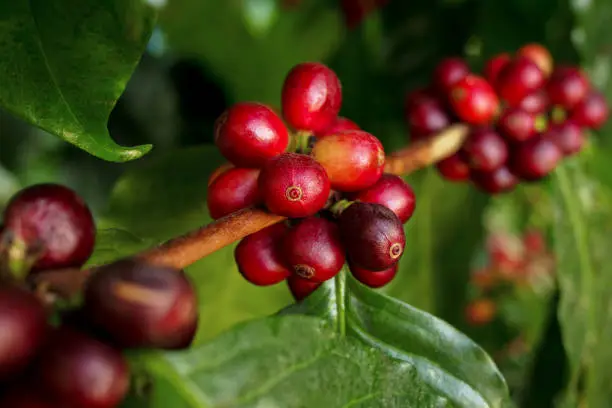 Photo of Coffee berries (cherries) grow in clusters along the branch of the coffee tree in organic plantation.