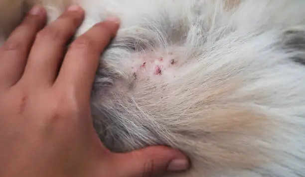 Photo of Closeup the problem on dog skin.The Dermatitis and Disease on dog skin,bald patchy area of the skin,alopecia.