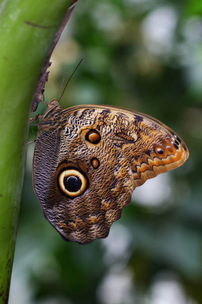 A Blue Morpho butterfly (Morpho peleides) rests, surrounded by lush green foliage. The intricate wing patterns and vivid colors highlight the biodiversity of tropical environments.