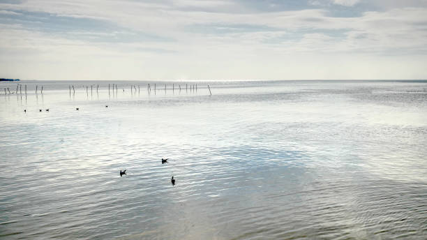 spokojna scena przyrody morza i mew - tranquill scene zdjęcia i obrazy z banku zdjęć