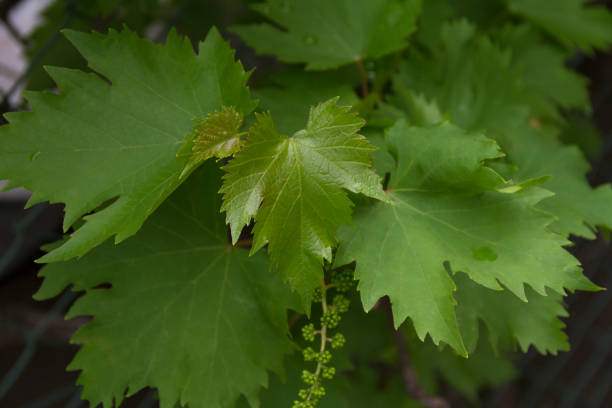 istock Flower buds and leaves of shoots grapevine spring 958915264