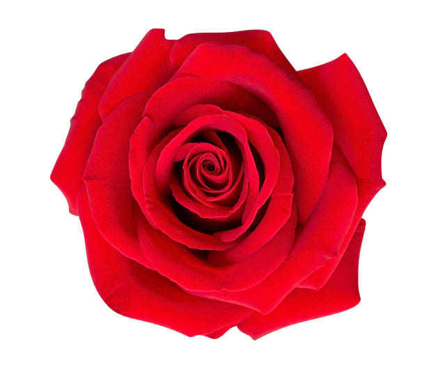 istock Red rose flower top view isolated on white background, clipping path included 958919046