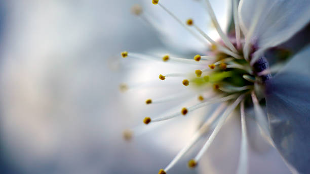 istock cherry in blossom macro close up 958919268