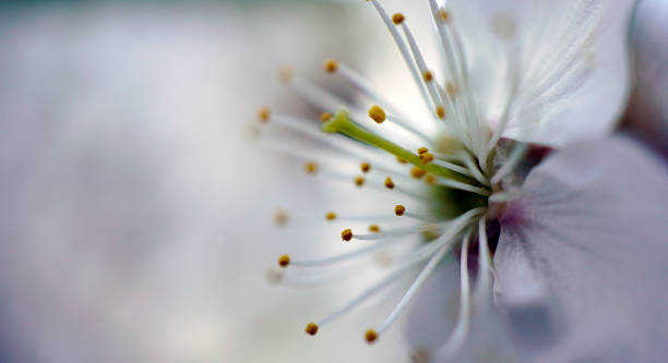 istock cherry in blossom macro close up 958919470
